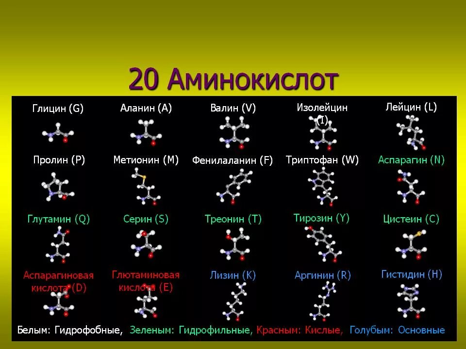 20 Аминокислот и их формулы. Структурные формулы 20 аминокислот. 20 Основных аминокислот с химическими формулами. Формулы 20 аминокислот таблица.