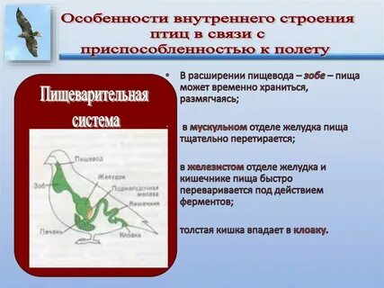 Особенности строения в связи с полетом