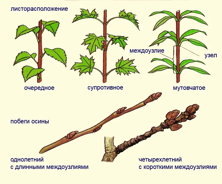 Два типа побегов. Однолетний побег древесных растений. Растения с длинными и короткими междоузлиями. Укороченные и удлиненные побеги растений. Побег растения.