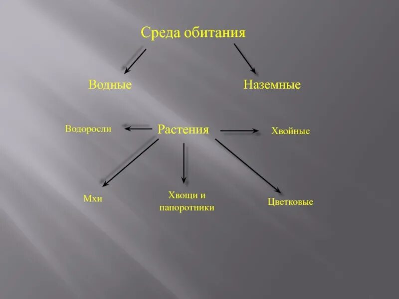 Среда обитания моховидных. Мхи Папоротникообразные среда обитания. Среда обитания хвощей. Среда обитания хвощевидных.