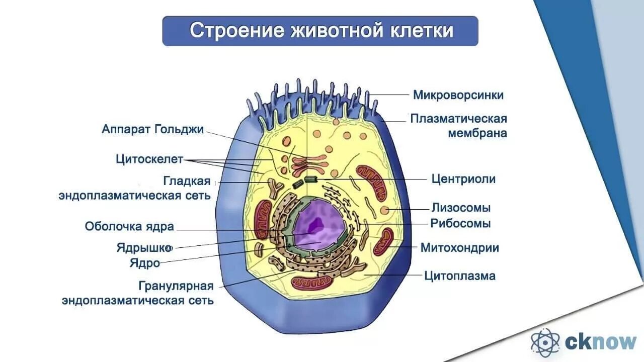 Какова функция органоидов. Строение клетки, клеточные органеллы. Органоиды клетки животного. Строение и функции клеточных органоидов рисунок. Строение органелл клетки.