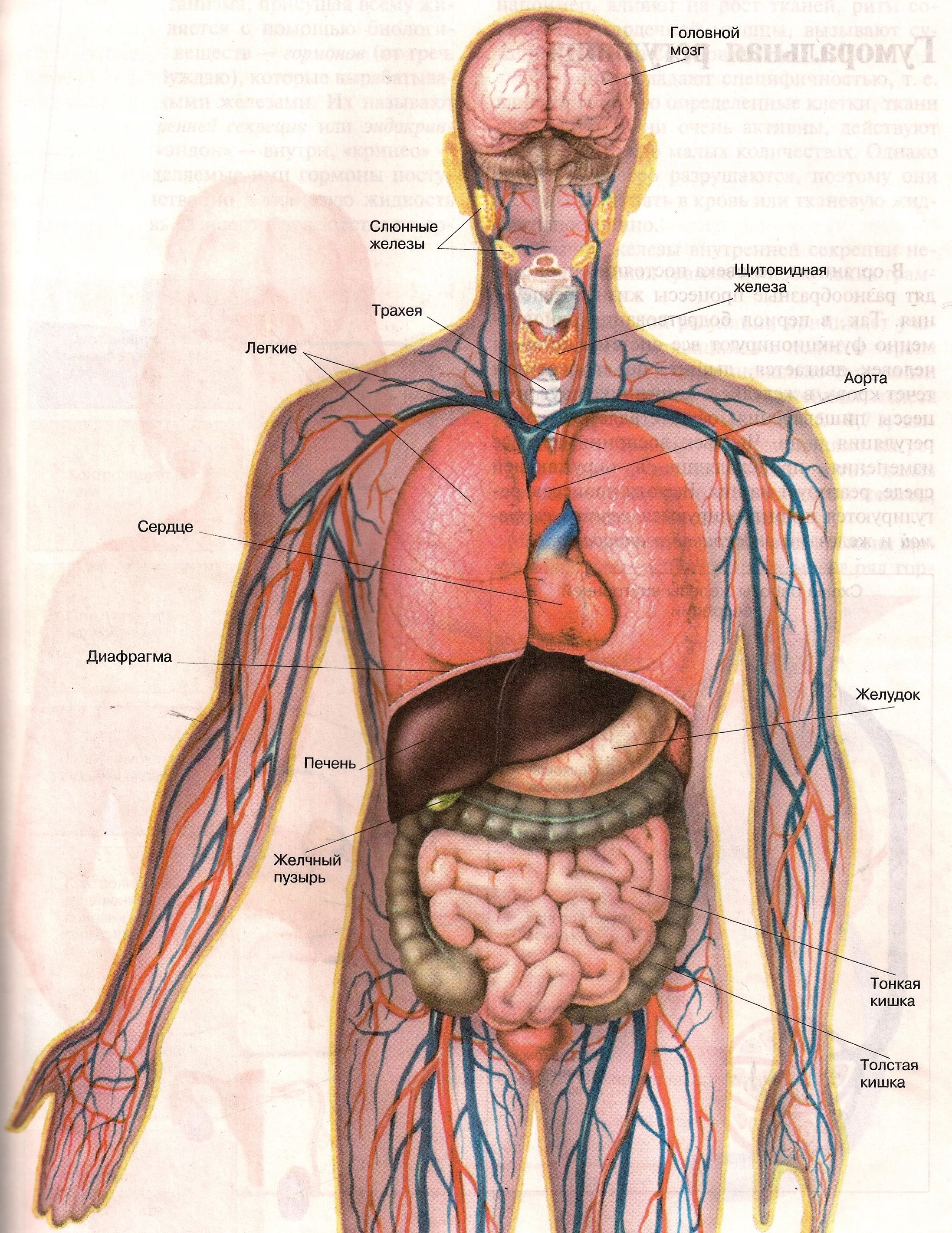 Высшие органы человека. Органы человека. Строение тела человека. Внутренние органы. Внутреннее строение человека.