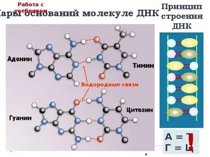 В молекуле днк водородные связи образуются между