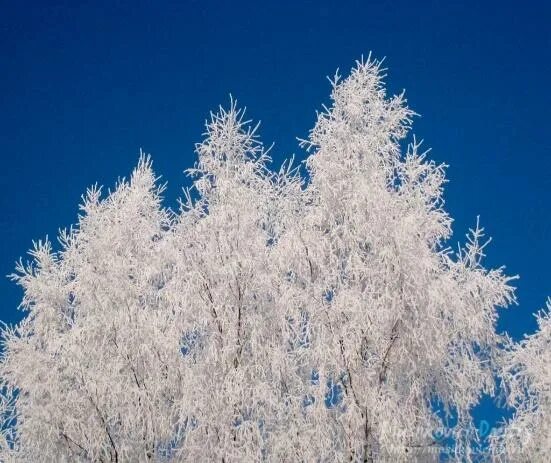 Иней на деревьях. Кусты в инее. Зимняя ветка. Иней это для детей. Снег.