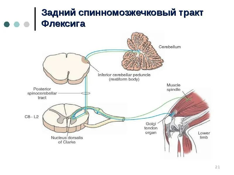 Спинно мозжечковые пути. Спиномозжечковые тракты. Роль различных отделов ЦНС В регуляции движений. Передний и задний спинно-мозжечковые пути функции. Задний спиномозжечковый.