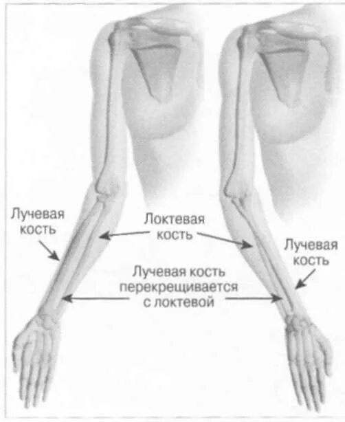 Лучевая кость и локтевая кость. Локтевая и лучевая кости расположение на человеке. Лучевая и локтевая кость расположение. Лучевая локтевая кость на человеке. Болят лучевые кости почему