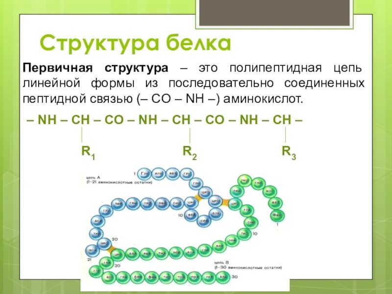 Белки соединение в цепи. Структура белка в полипептидной цепи. Структура полипептидной цепи. Полипептидная цепь белка. Белковые Цепочки.