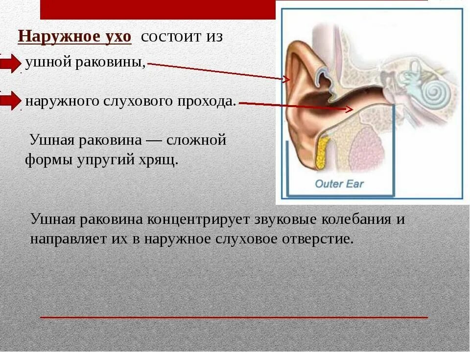 Наружный слуховой проход у детей. Строение органа слуха человека. Из чего состоит ухо.