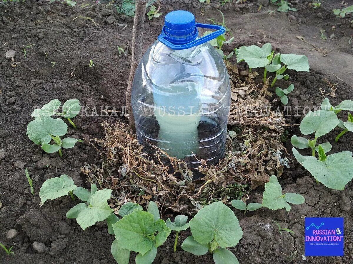 Полив из пластиковых бутылок. Пятилитровые бутылки капельный полив. Помидоры в пятилитровых бутылках. Капельный полив из 5литровой. Полив из бутылок.