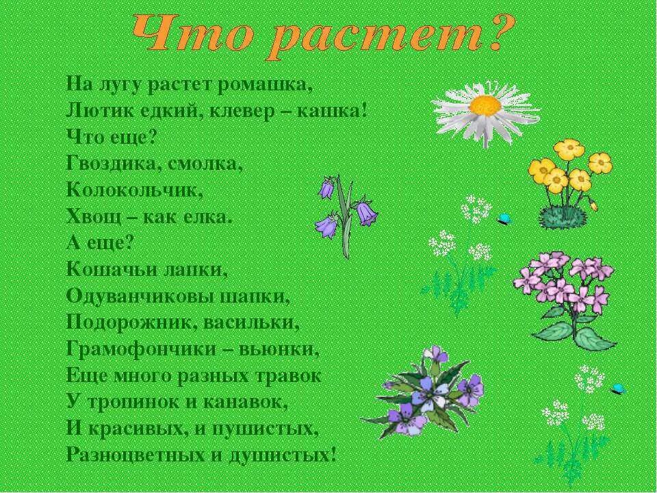 Стихи про цветы для детей. Стихи о цветах для детей. Стихи про полевые цветы для детей. Стихи про луговые цветы для детей.