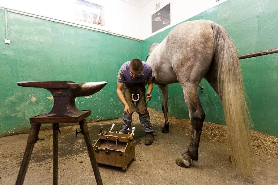 ковка лошадей. подкова с лошадью. подкованная лошадь как пишется н.