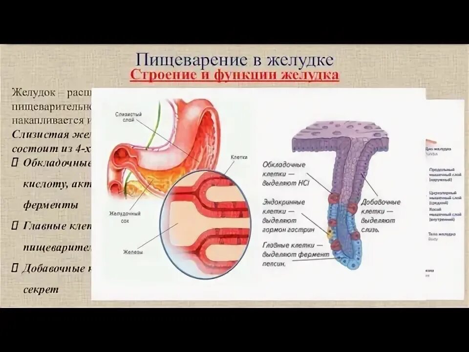 Желудочная крипта с главными и обкладочными клетками. Рецепторы обкладочных клеток желудка. Строение желудка 8 класс