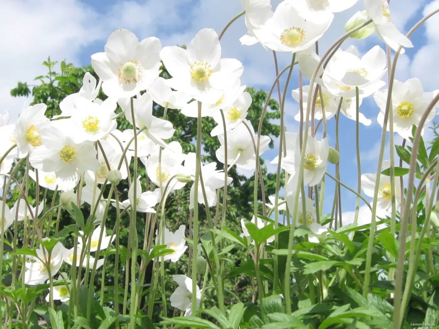 Цветы похожие на лен. Лен Диамант многолетний. Белые цветы. Цветущий лен. Белый лен растение.