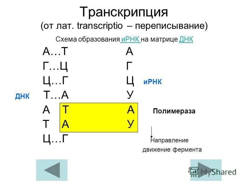 Матричная и транскрибируемая днк. Схема образования и РНК по матрице ДНК. Схема образования ИРНК по матрице ДНК. Схема транскрипции. Схема образования информационной РНК на матрице ДНК.