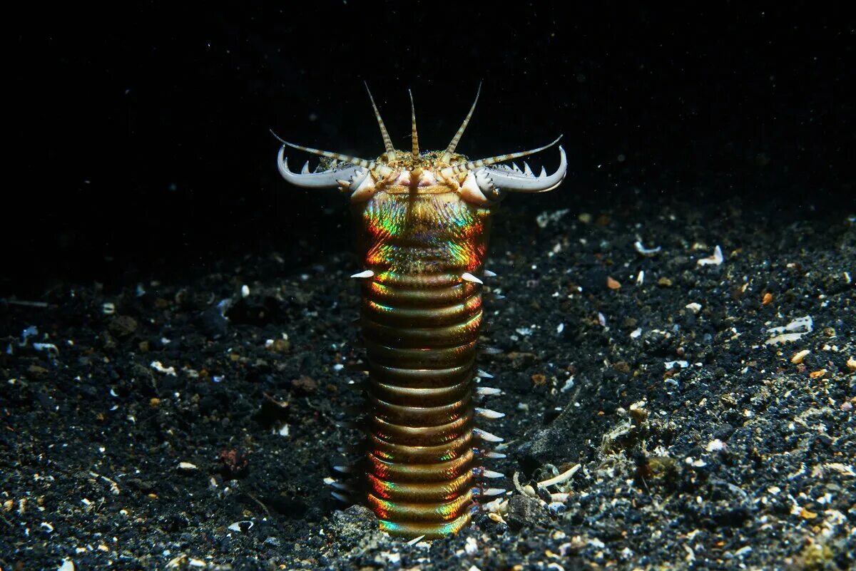 Морской червь размер. Эунице Афродита червь Боббита. Гигантский кольчатый червь австралийский. Австралийский пурпурный кольчатый червь.