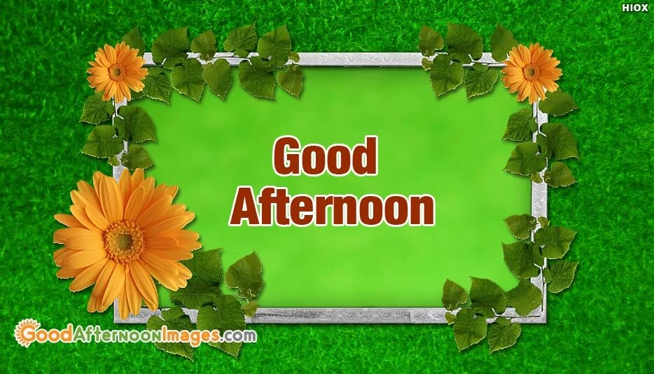 Good afternoon. Good afternoon цветы. Good afternoon фото. Good afternoon перевод. Good afternoon s