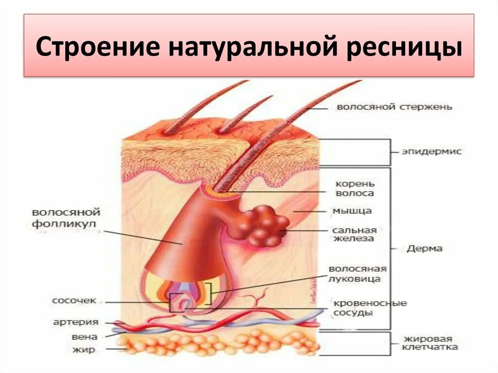 Строение натуральной ресницы. Строение и фазы роста натуральных ресниц. Строение ресницы человека. Анатомическое строение ресниц.