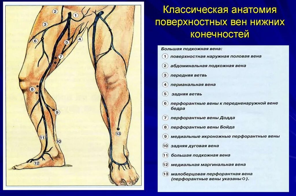 Карта вен нижних конечностей. Подкожная Вена нижней конечности анатомия. Малоберцовые вены анатомия. Большая подкожная Вена бедра анатомия. Бедренные вены нижних конечностей анатомия.