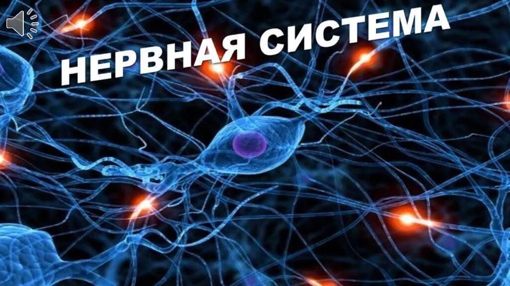 Здоровая нервная система. Центральная нервная система человека. Нейронные соединения. Нейрональные клетки. Нейронные клетки головного мозга.
