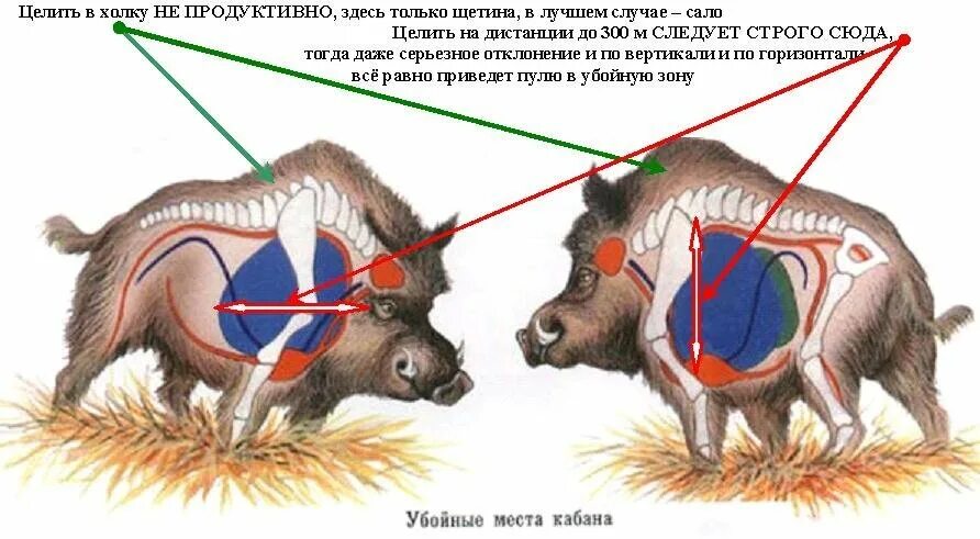 Стреляный зверь 3. Убойные места лося кабана медведя. Убойные места кабана спереди. Убойные места на кабана 12 калибра. Убойные места лося схема.