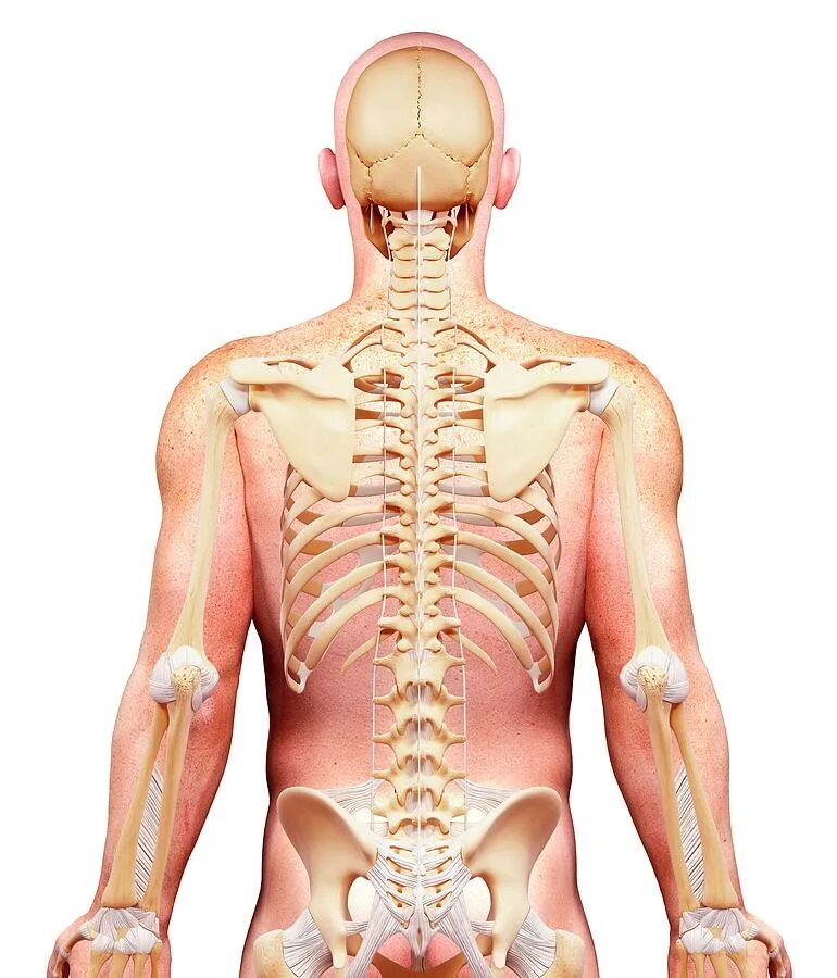 Человеческий скелет сзади. Скелет человека со спины. Скелет сзади. Человеческий скелет шеи со спины. Скелет спины сзади.
