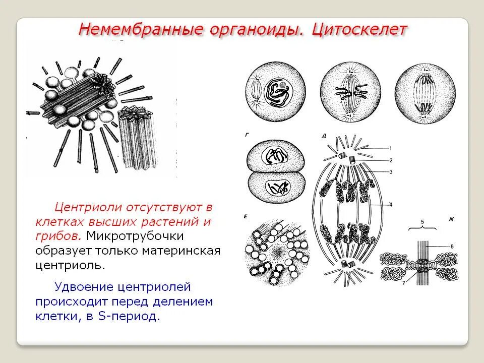 Органоид клеточный центр функции. Удвоение центриолей происходит в период. строение органоида центриоли. немембранные органоиды клетки строение и функции. центриоли отсутствуют в клетках.