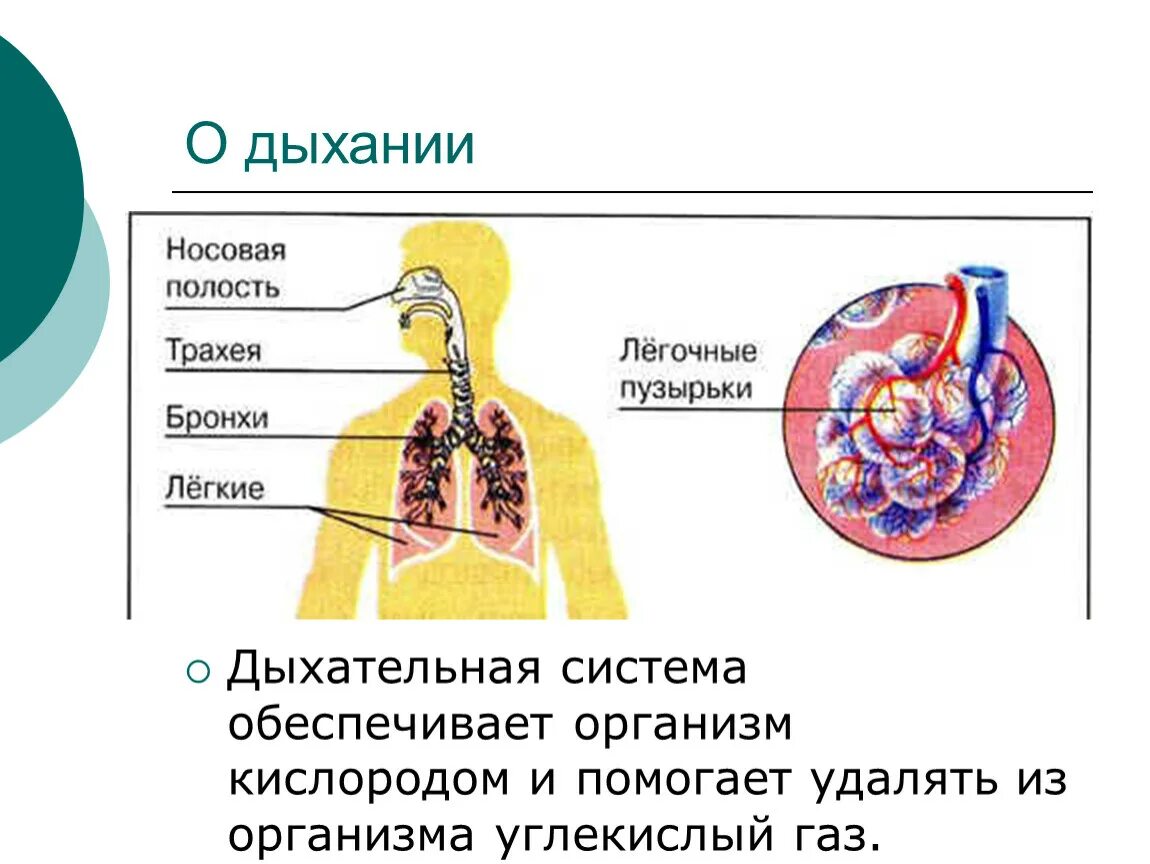 Дыхательная система. Органы дыхания. Органы дыхания и кровообращения. Дыхательная система 3 класс.