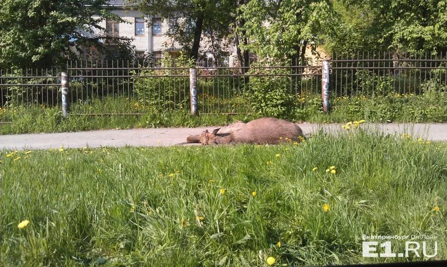 Лосиный екатеринбург. Лось под забором. Фотографии дохлые лоси.