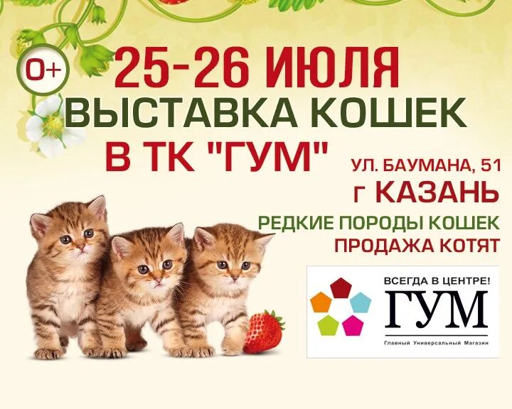 Выставка кошек и рептилий кемерово. Выставка кошек и рептилий кемерово. Выставка кошек. Международная выставка кошек. Выставка кошек и рептилий кемерово.
