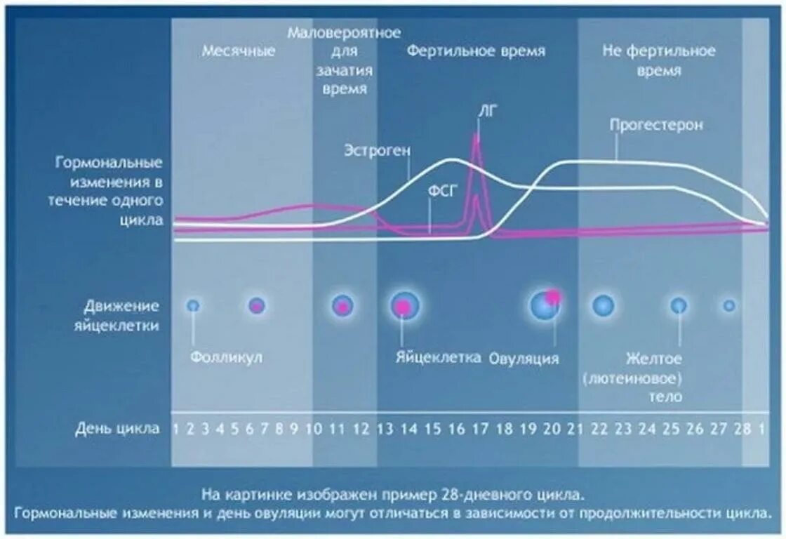 Какой забеременеть во время овуляции. Пол ребенка в зависимости от овуляции. Планирование по овуляции. Планирование пола ребёнка по овуляции. Зачатие мальчика по овуляции.