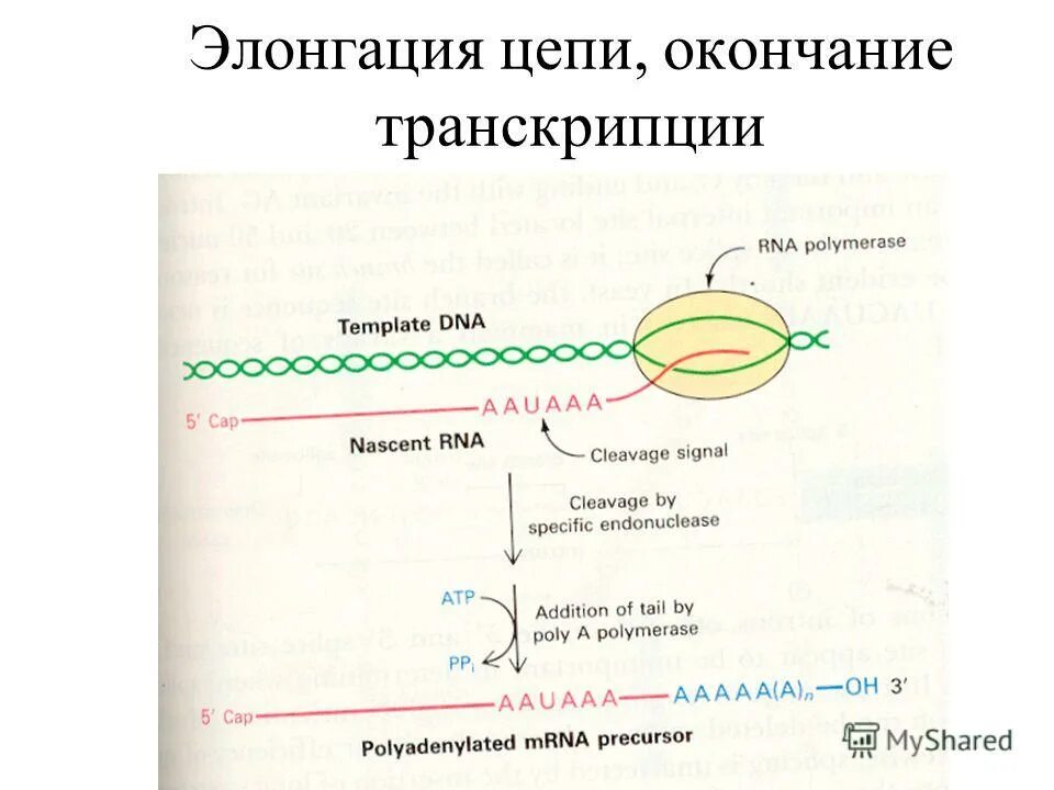 Элонгация транскрипции. Транскрипция и трансляция в биологии кратко. Элонгация трансляции у эукариот. Элонгация цепи ДНК.