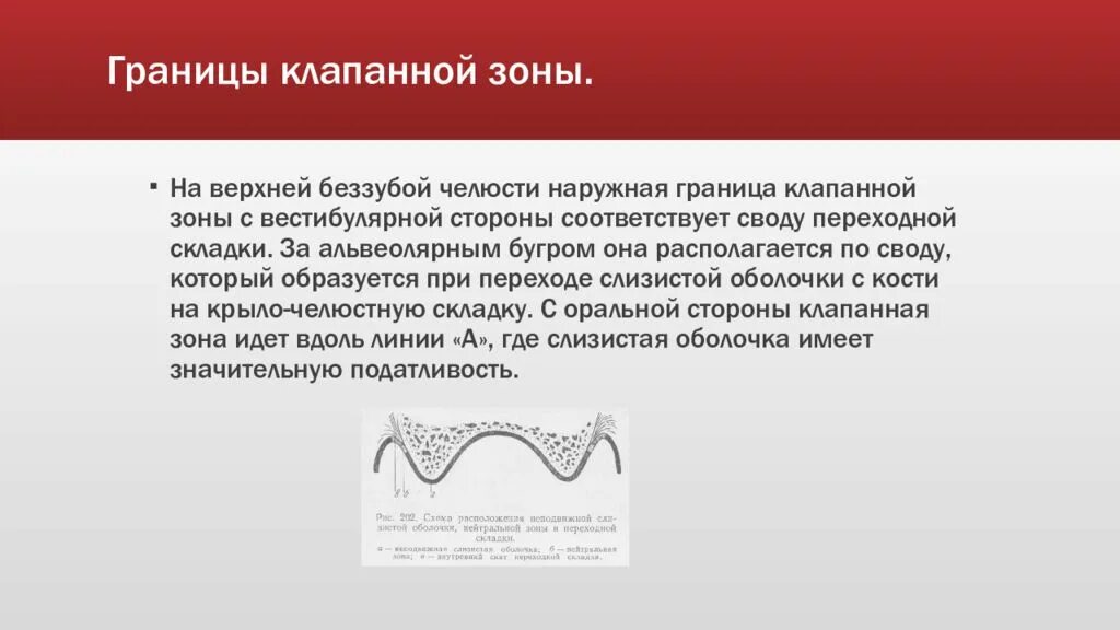 Переходная складка слизистой. Клапанная зона на верхней челюсти. Границы полного съемного протеза. Границы клапанной зоны. Клапанная зона.