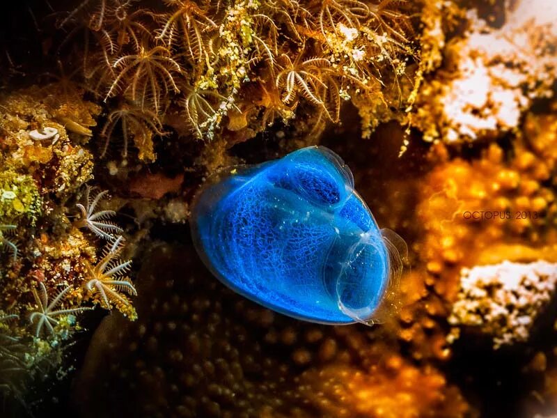 Образ жизни асцидии. Асцидия пурпурная. оболочники асцидии. глубоководные оболочники. асцидия хордовая.