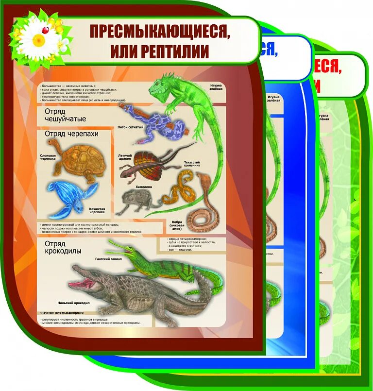 Форма тела пресмыкающихся и млекопитающих таблица. Скелет пресмыкающихся таблица. Системы рептилий таблица. Пресмыкающиеся таблица системы. Строение пресмыкающихся таблица.