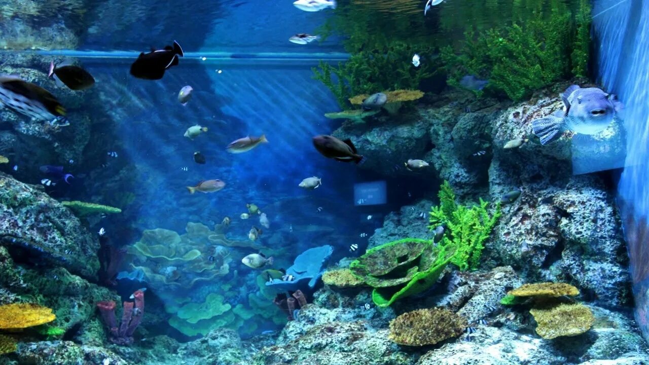 Plantes aquatiques pour aquarium - le bon choix et les bons soins #aquarium #aqu