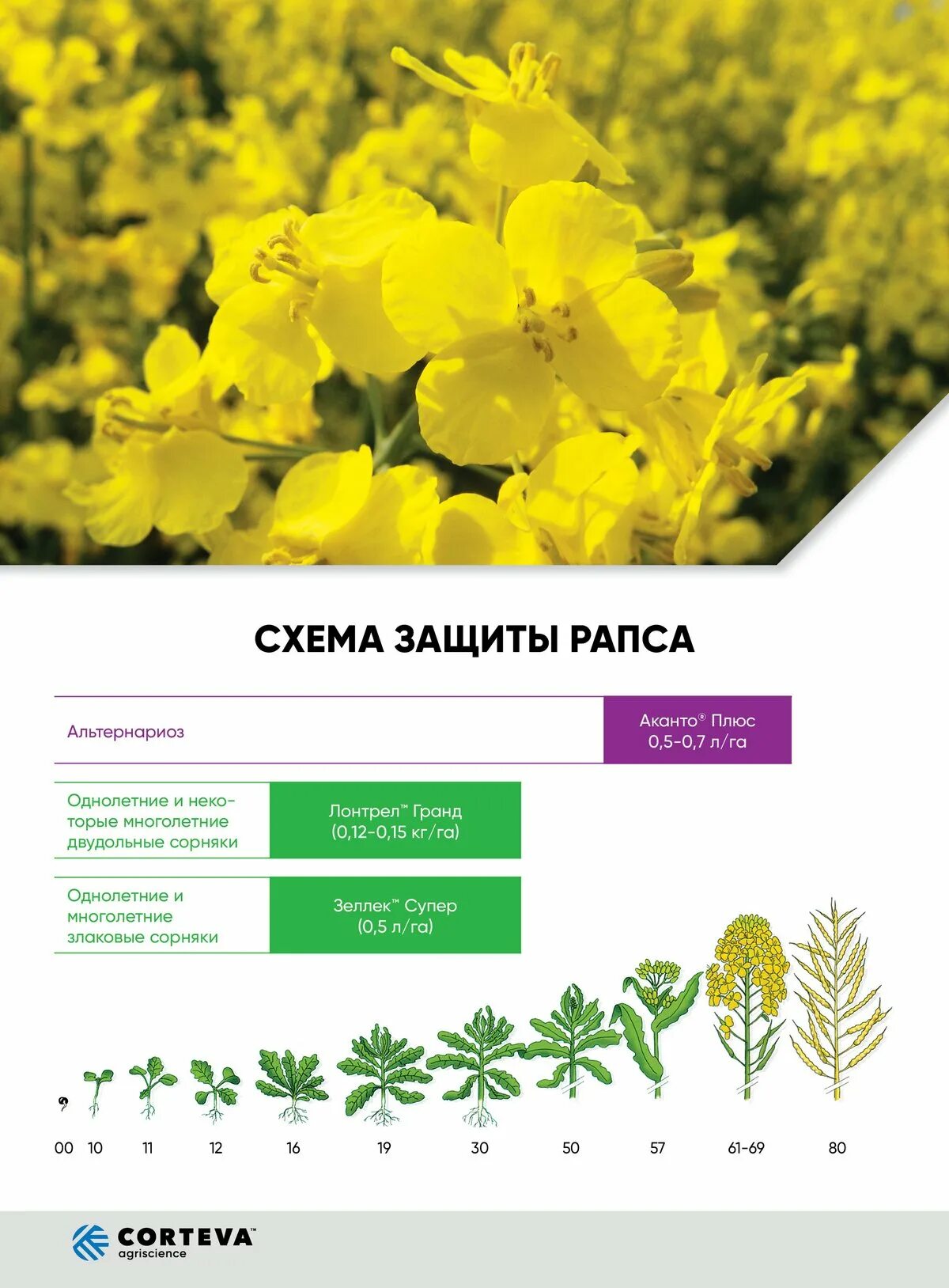 Рапс где используют. Рапс где используют