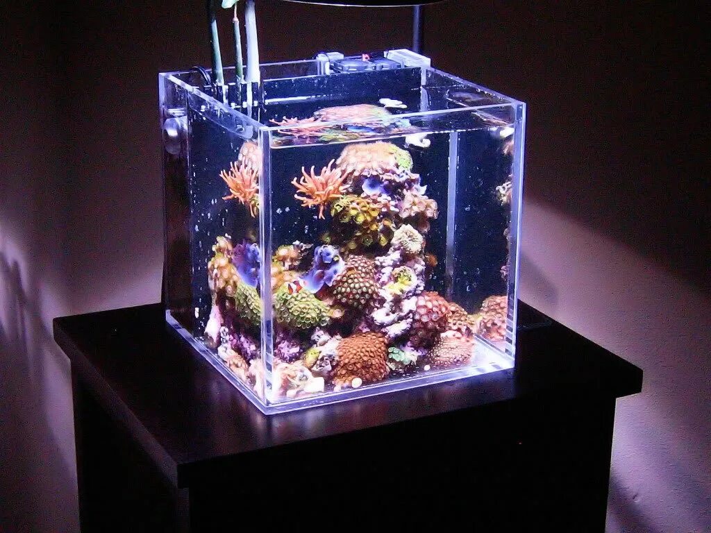 Аквариум Nano Reef. Морской аквариум нано риф. Нано риф 30 литров. Нано куб морской риф.