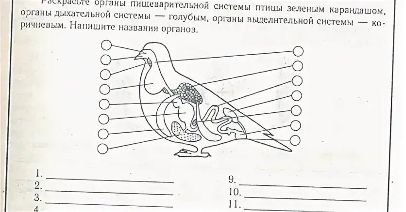 Тест птицы 8 класс с ответами