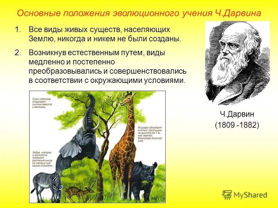 Работа по теме эволюция 9 класс. Основные положения ч Дарвина биология 9 класс. Эволюция по теории Дарвина биология.