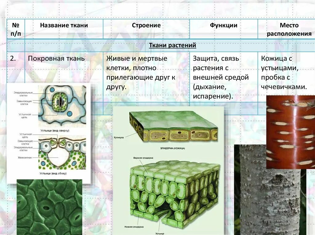 Покровная строение и функции. Покровная ткань растений 6 класс биология. Покровная ткань пробка у растений рисунок. Ткани.покровные ткани растений и животных. Типы покровной ткани растений.