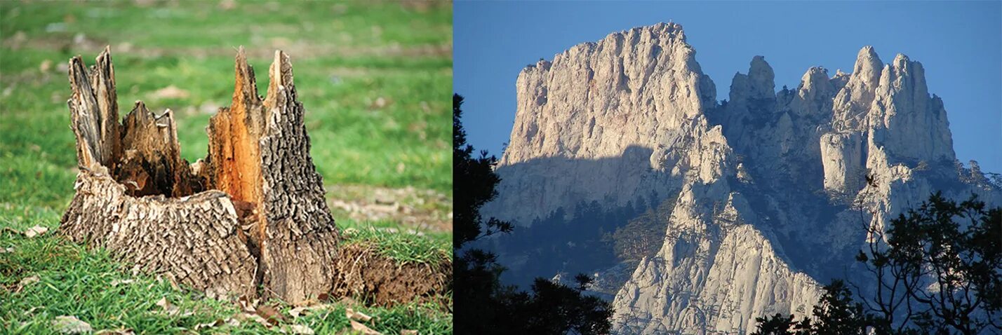 девилс-тауэр - башня дьявола. горы бывшие деревья. горы бывшие деревья. башня дьявола вайоминг сша. девилс-тауэр вайоминг дерево.