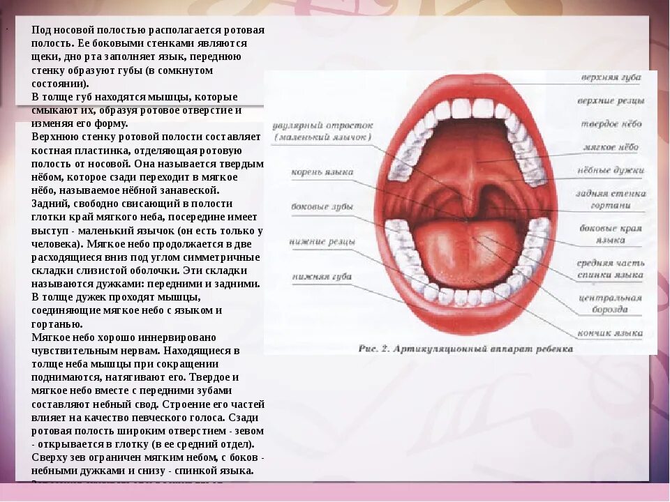 Описание полости рта. Строение ротовой полости. Строение полости рта человека. Полость рта строение анатомия.