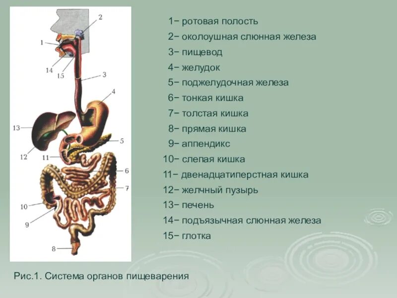 Система органов пищеварения 8 класс биология. Система органов пищеварения рисунок биология 8 класс. Система органов пищеварения человека биология 8 класс. Биология 8 класс рисунок 59 система органов пищеварения.