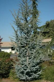 Atlas cedar