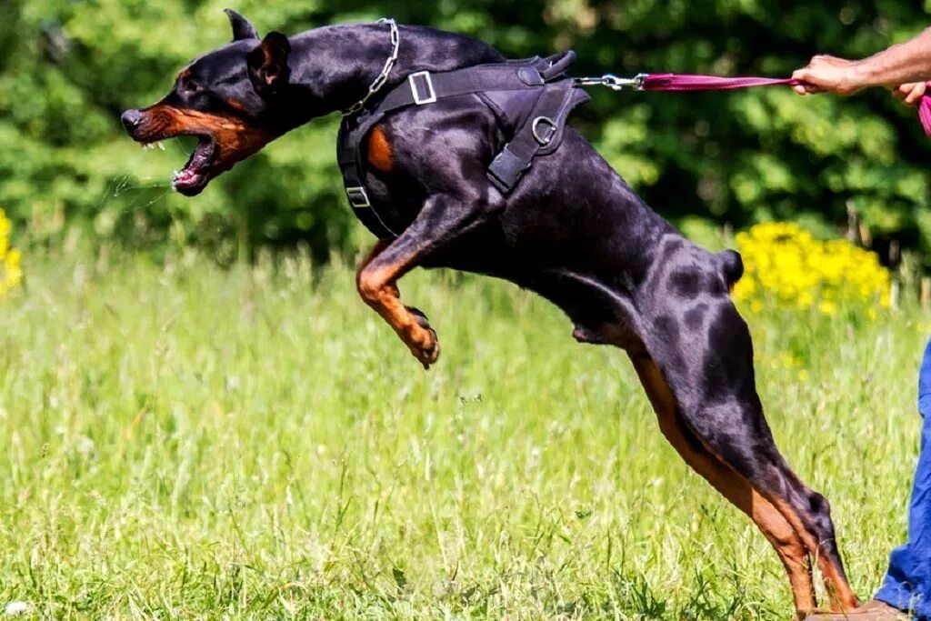 Dobermann