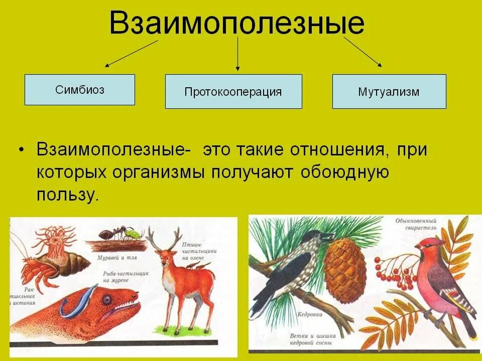 Взаимополезные биотические связи. Типы взаимоотношений организмов (симбиоз. ++ Взаимополезные протокооперация. Взаимополезные взаимодействия организмов. Взаимовыгодные отношения между паразитами