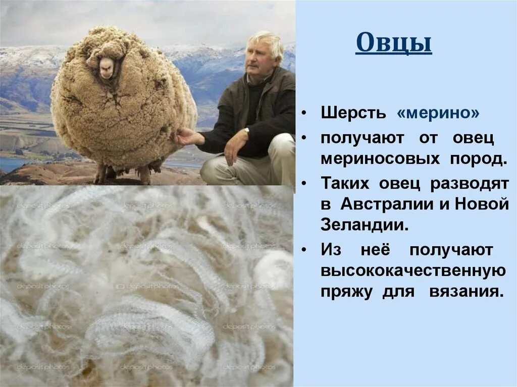 Где взять шерсть. Шерсть овцы. сообщение про шерсть. мериносовая шерсть и шерсть овцы. шерстяной баран.