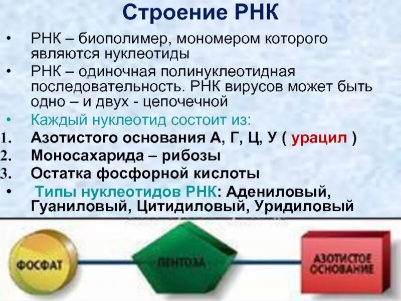 Биополимеры рнк. Схема строения нуклеотида РНК. Строение нцклеотид РНК. Структура мономера РНК. Строение нуклеотида рек.