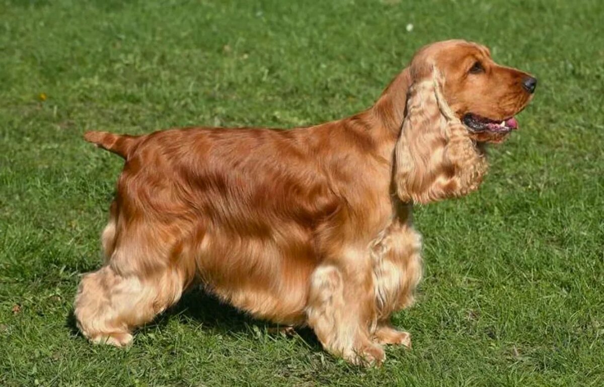 Cocker up