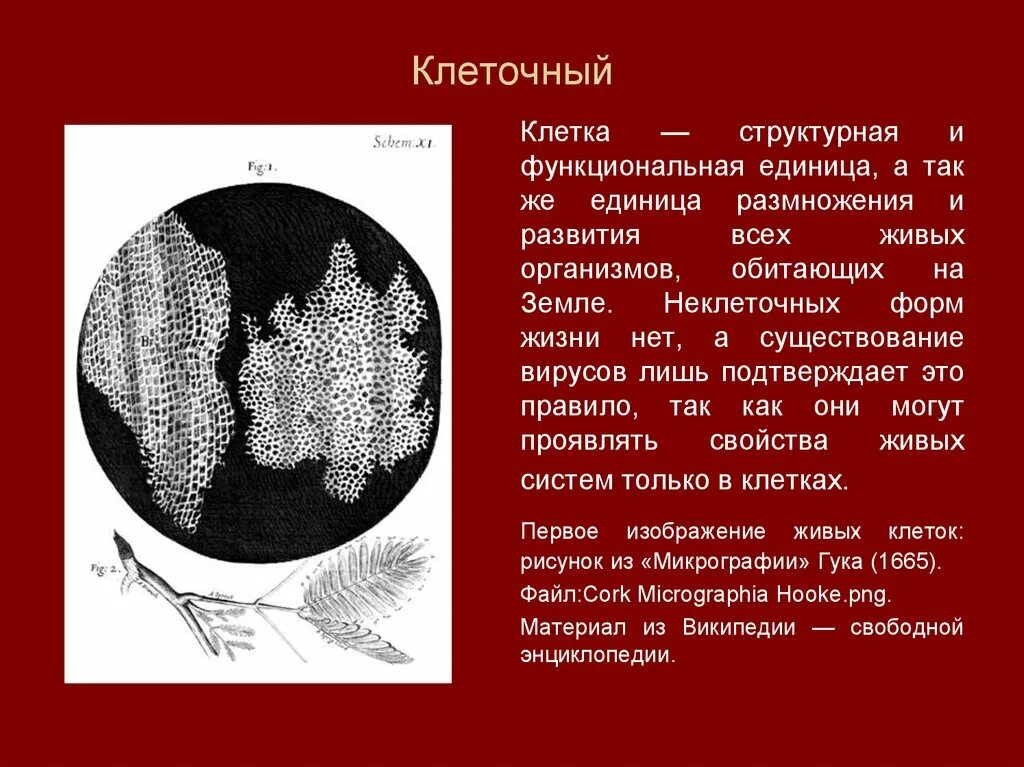 Клетка это элементарная единица. Клетки являются единицей живого фенотипического. Клетка как единица живого. Элементарной единицей живой материи является тест ответы. Клетки являются единицей живого фенотипического.